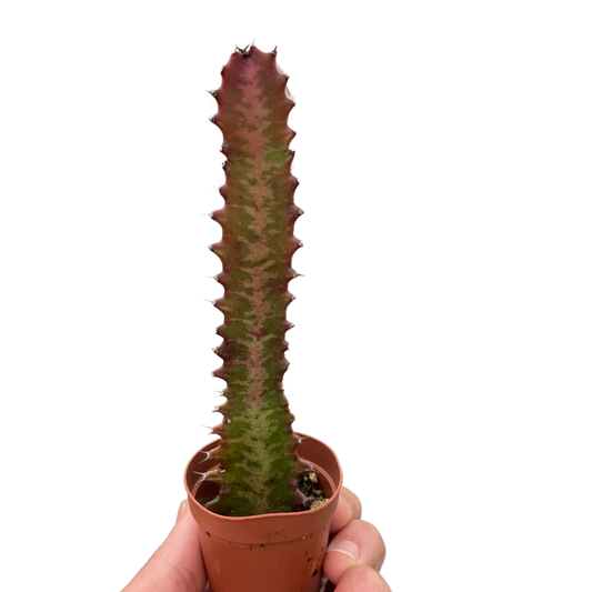 Succulent Euphorbia 'Trigona Rubra' potted plant