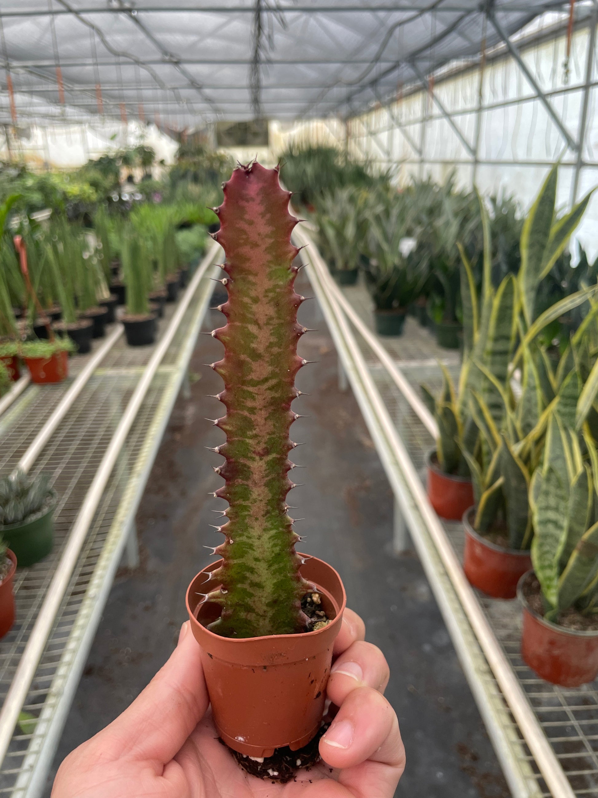 Succulent Euphorbia 'Trigona Rubra' potted plant
