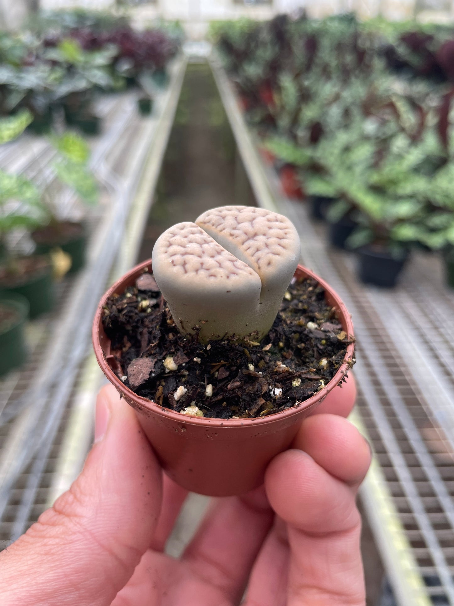 Lithop Living Stone potted plant
