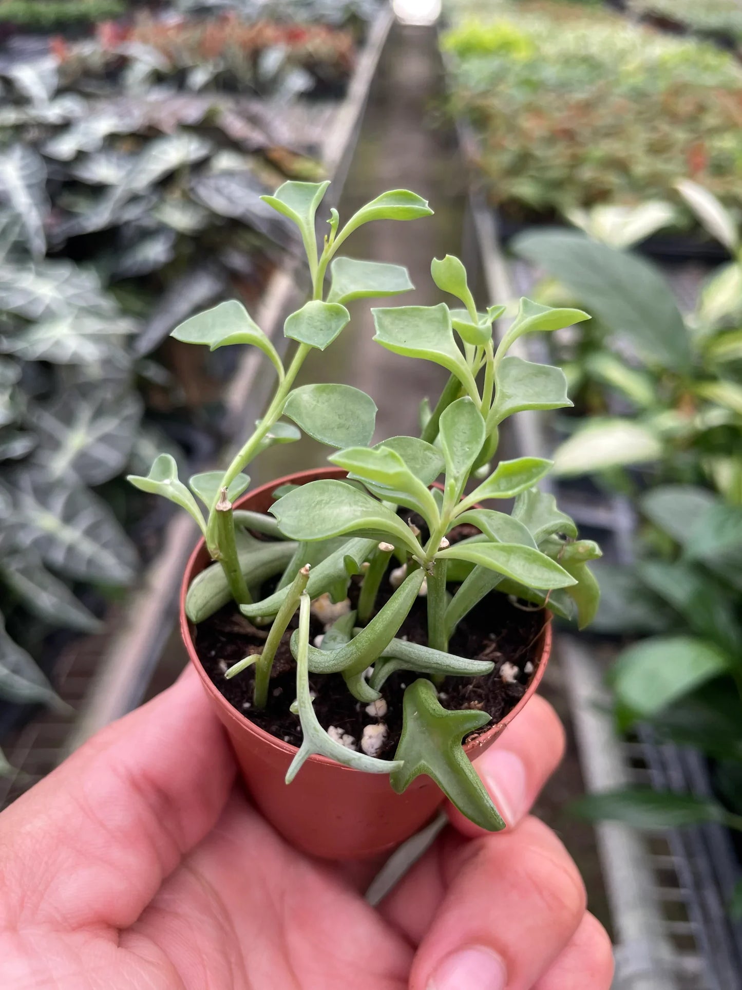 Succulent 'String of Dolphins' potted plant