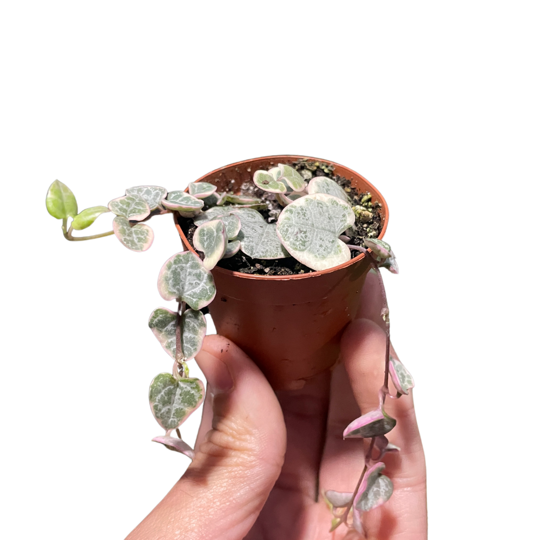 String of Hearts Variegated potted plant