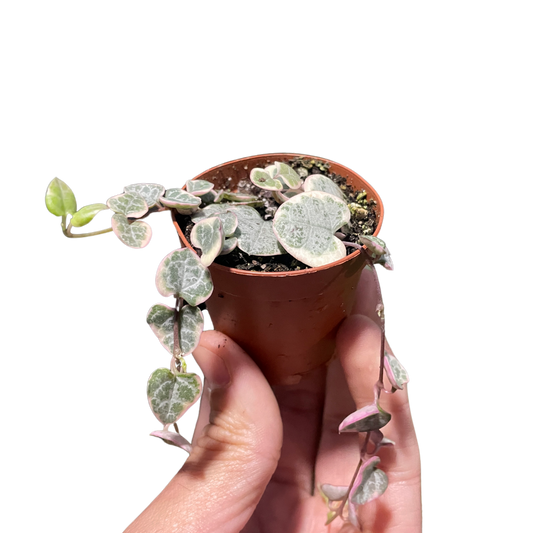 String of Hearts Variegated potted plant