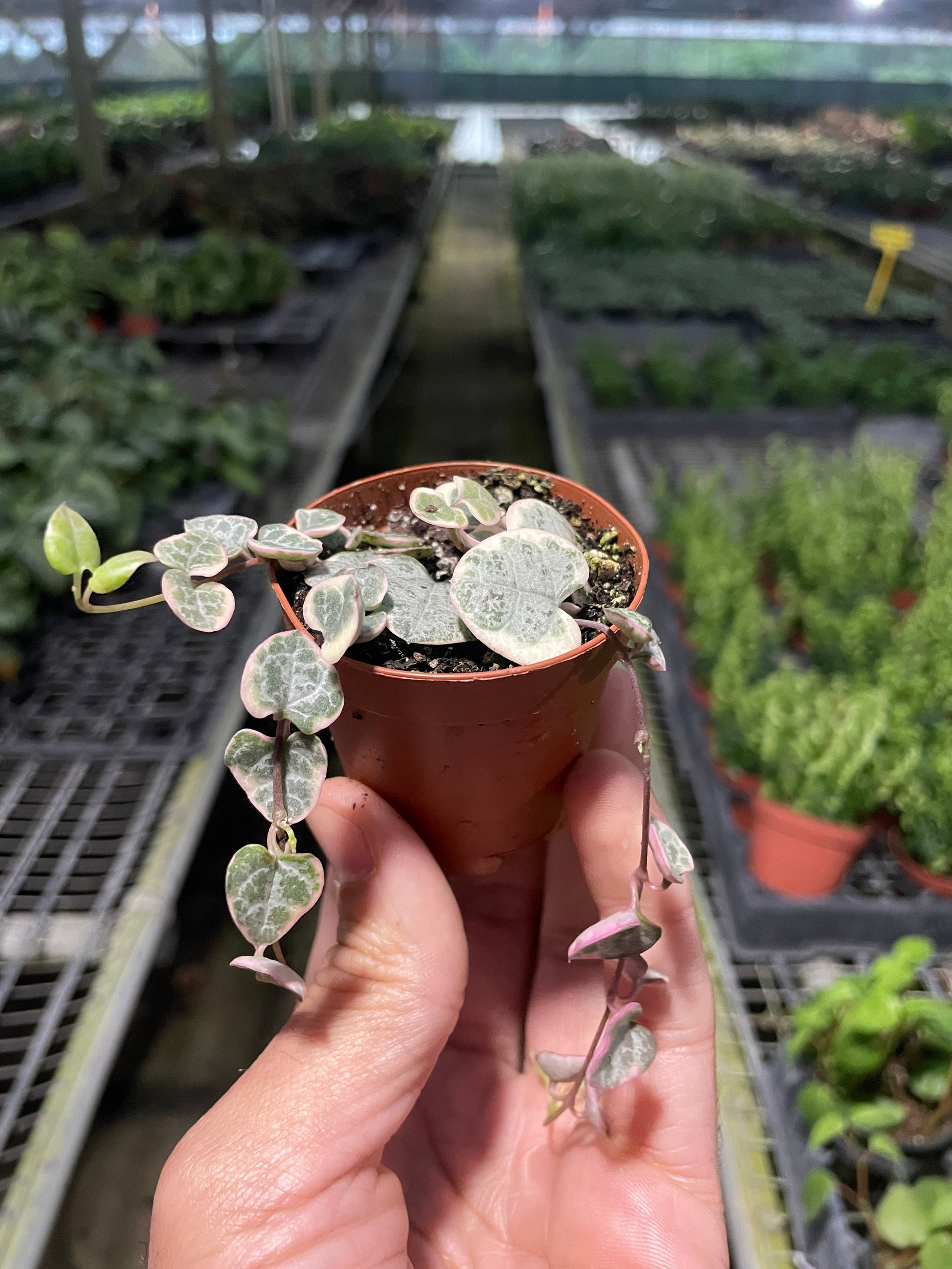 String of Hearts Variegated potted plant