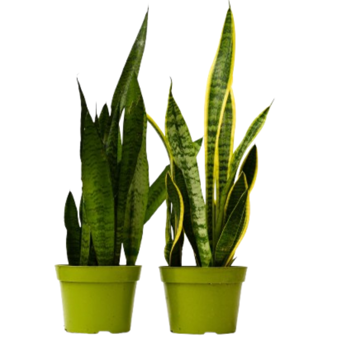 2 Snake (Sansevieria) Plant Variety Pack 6" potted plant