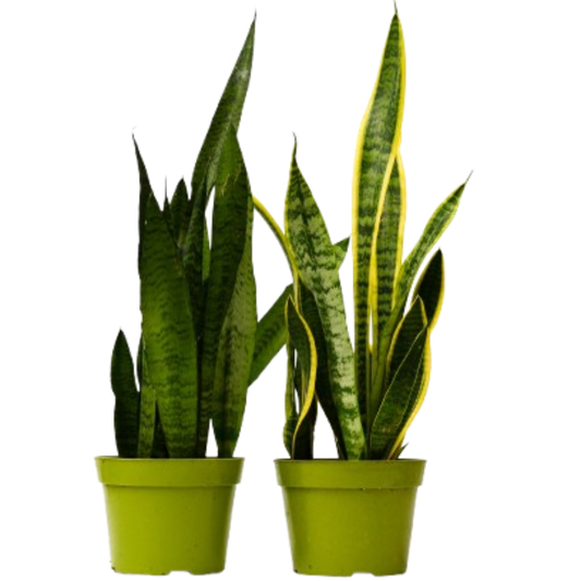 2 Snake (Sansevieria) Plant Variety Pack 6" potted plant