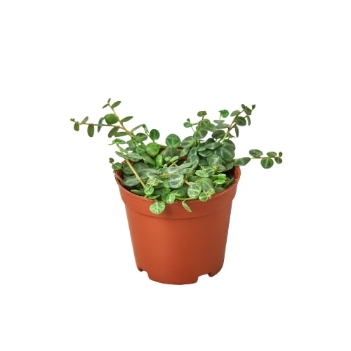 Peperomia Prostrata 'String of Turtles' potted plant