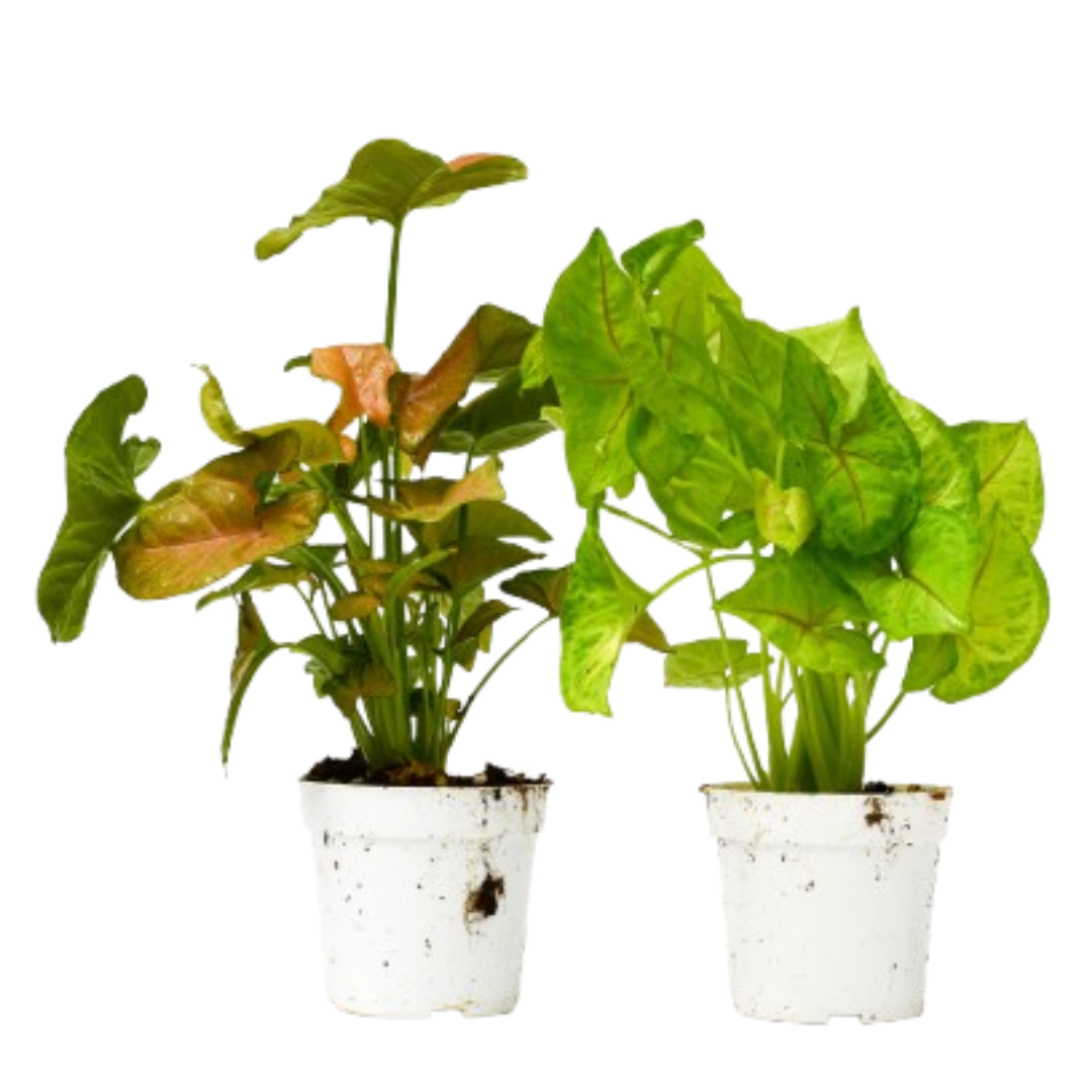 2 Syngonium Variety (Arrowhead Plant) / 4" Pot / Live Plant 4" potted plant