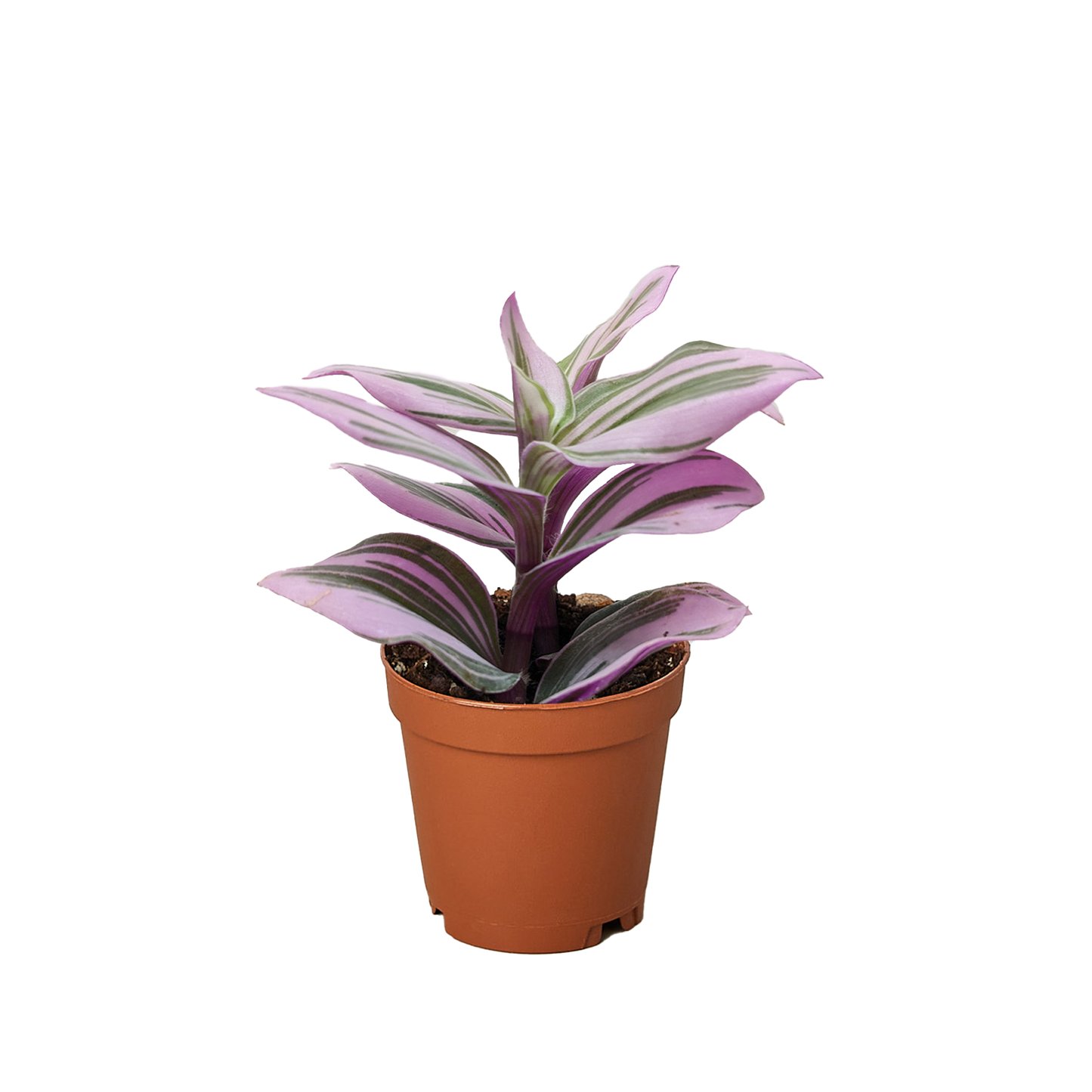 Tradescantia 'Nanouk' potted plant