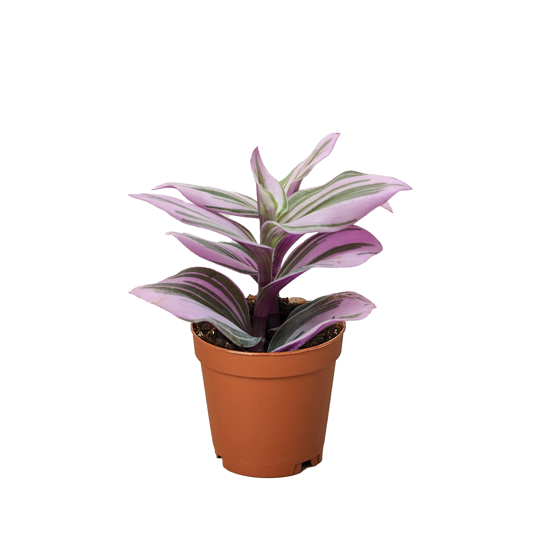 Tradescantia 'Nanouk' potted plant