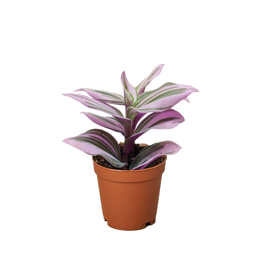 Tradescantia 'Nanouk' potted plant