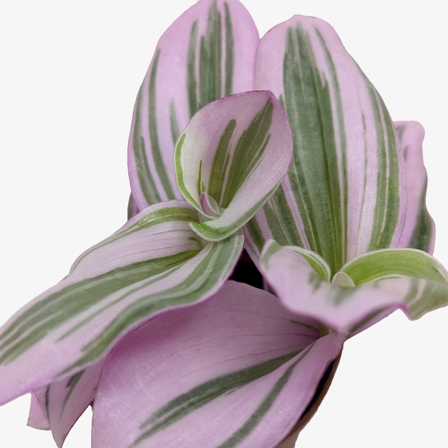 Tradescantia 'Nanouk' potted plant