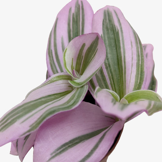Tradescantia 'Nanouk' potted plant