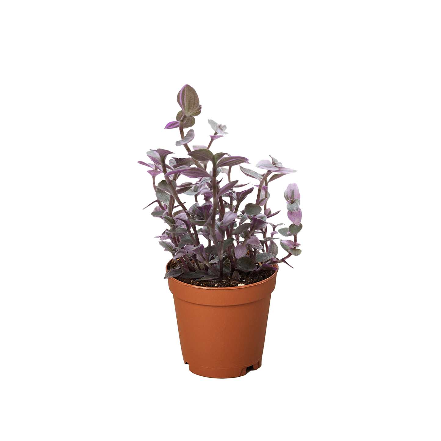 Tradescantia Callisia 'Pink Panther' potted plant
