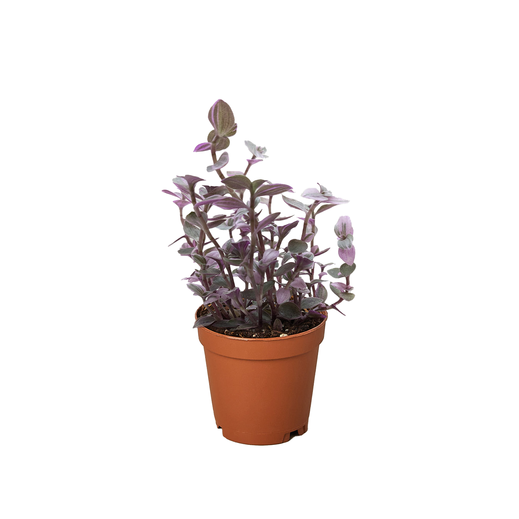 Tradescantia Callisia 'Pink Panther' potted plant