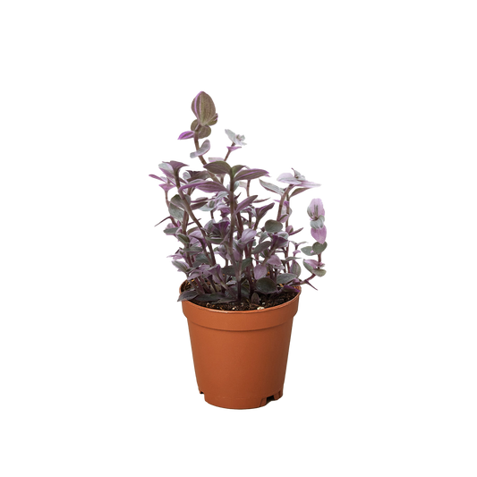 Tradescantia Callisia 'Pink Panther' potted plant