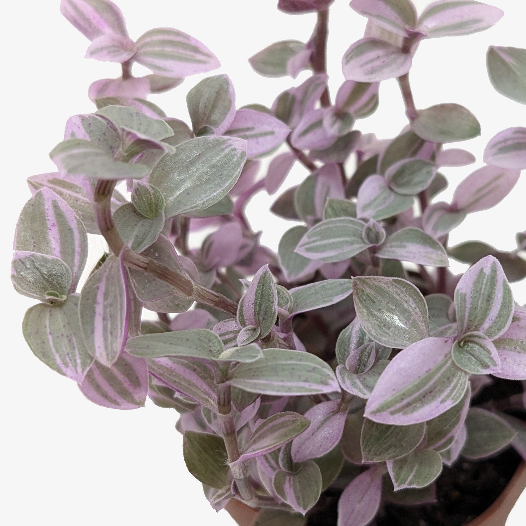 Tradescantia Callisia 'Pink Panther' potted plant