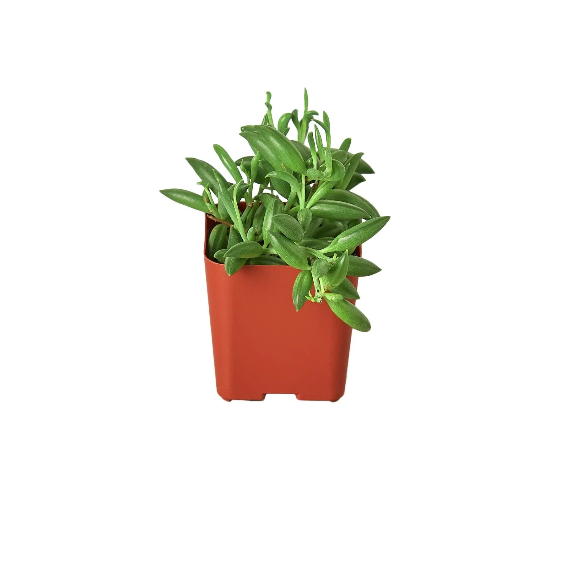 Succulent 'String of Bananas' potted plant