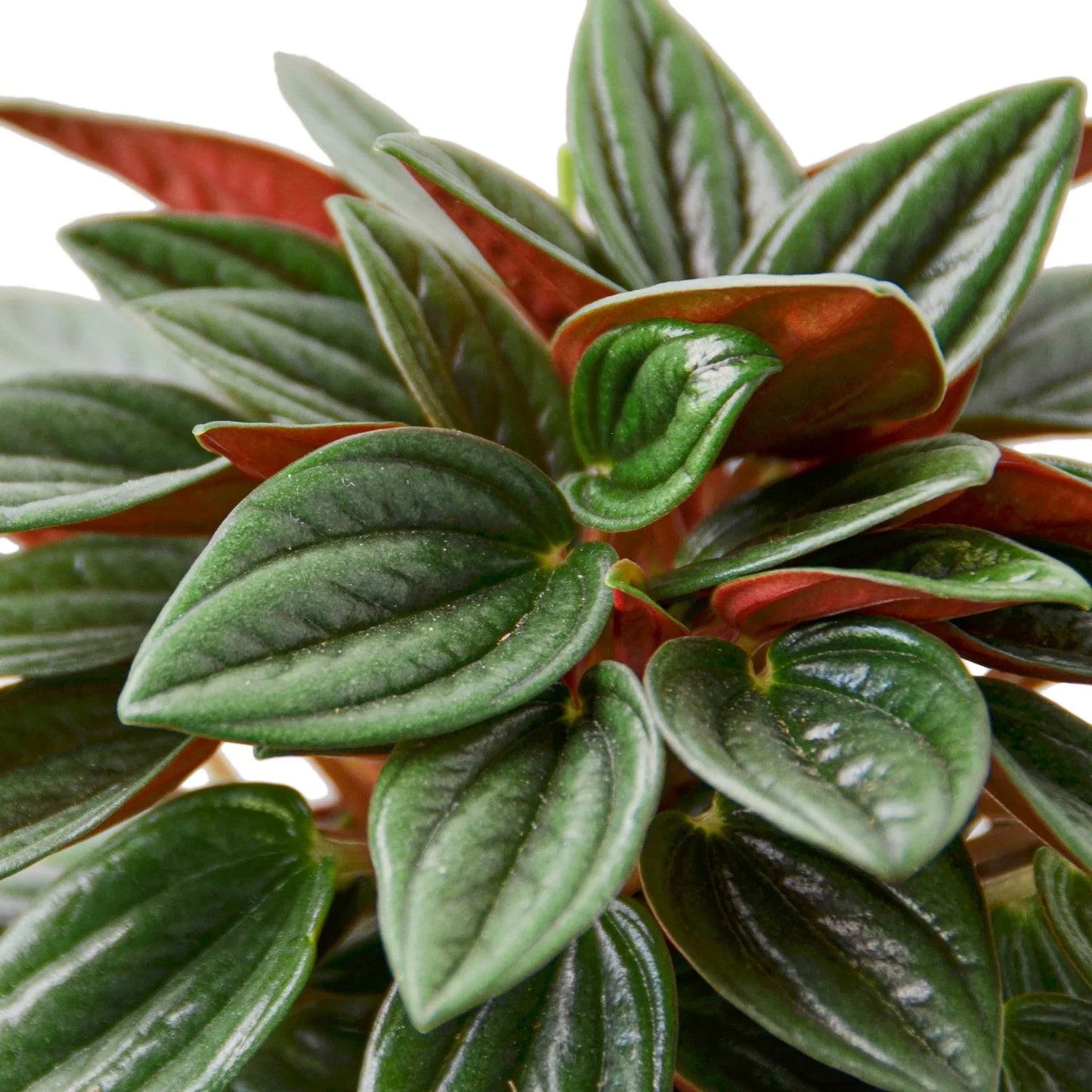 Peperomia Rosso potted plant
