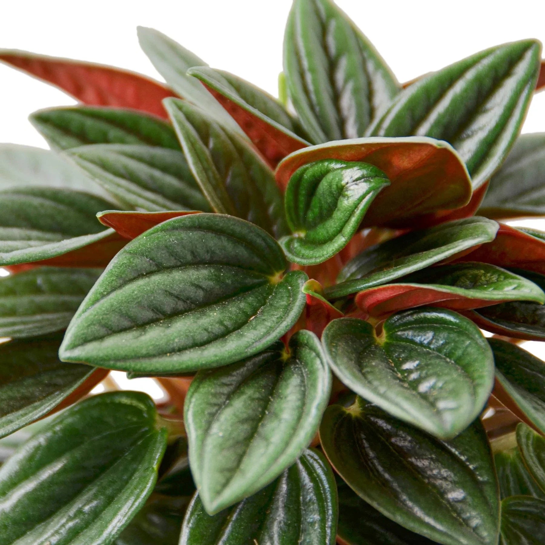 Peperomia Rosso potted plant