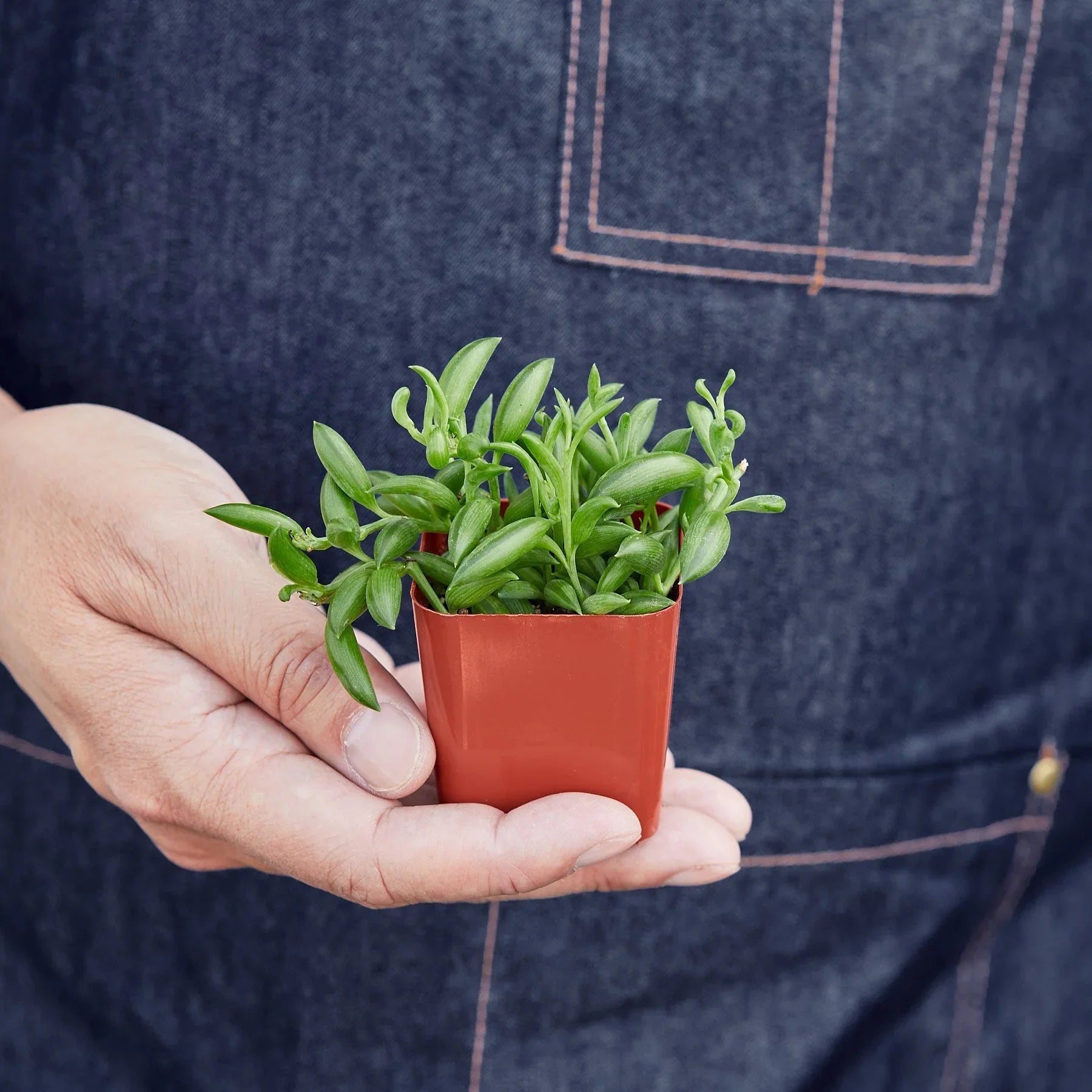 Succulent 'String of Bananas' potted plant