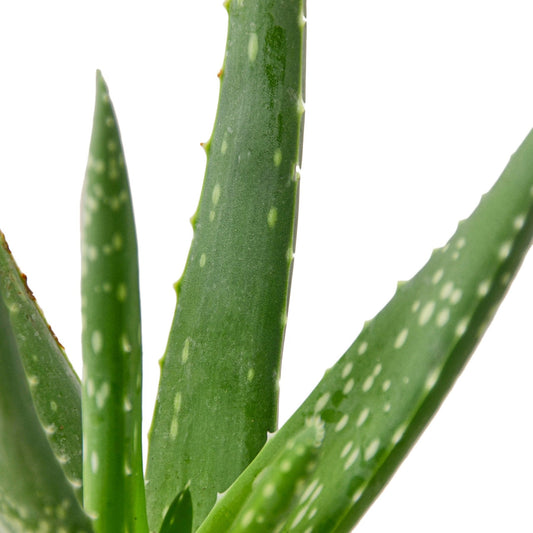 Aloe Vera potted plant