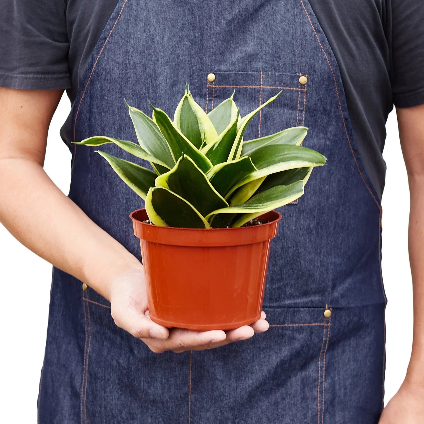 Snake Plant Black Gold potted plant