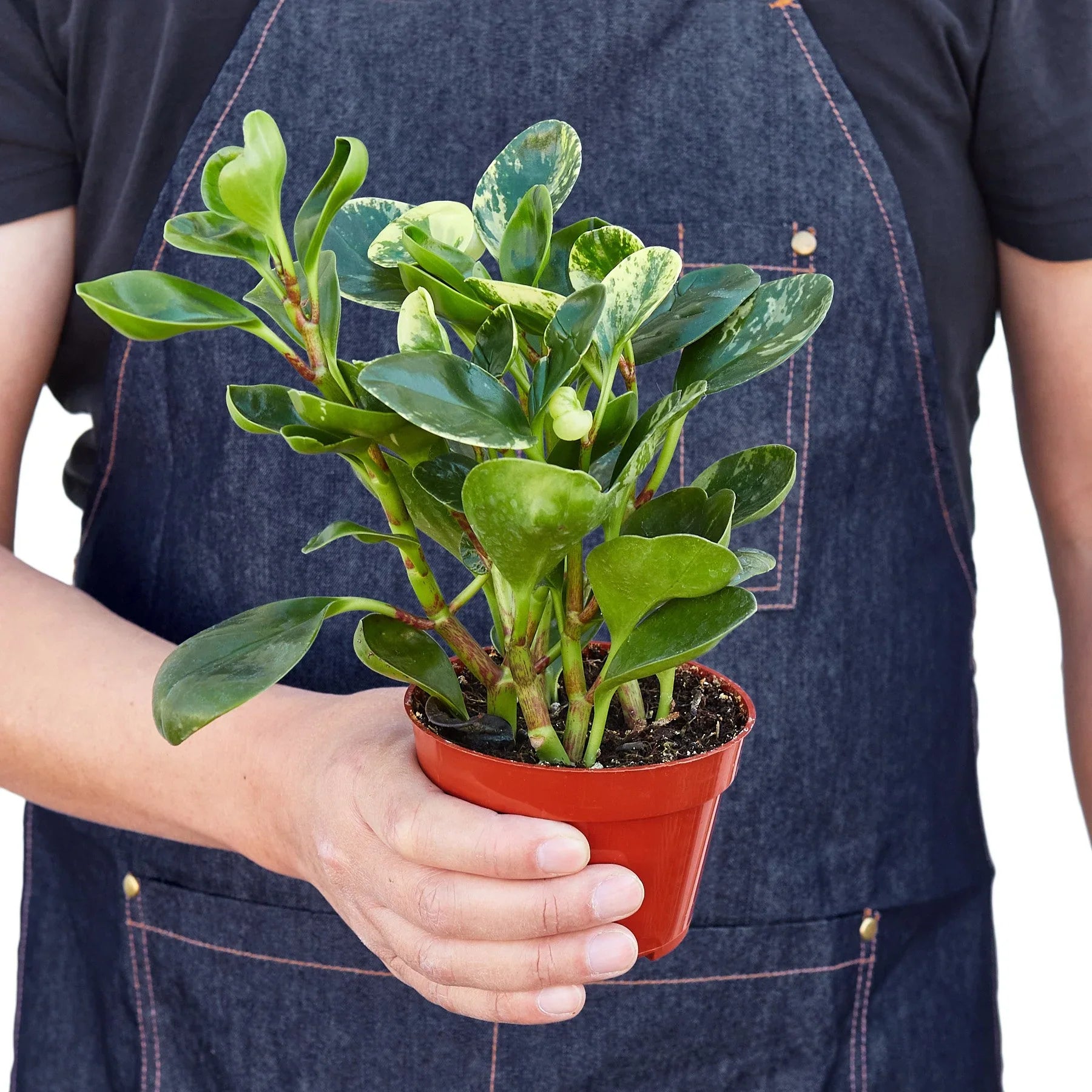 Peperomia 'Marble' potted plant