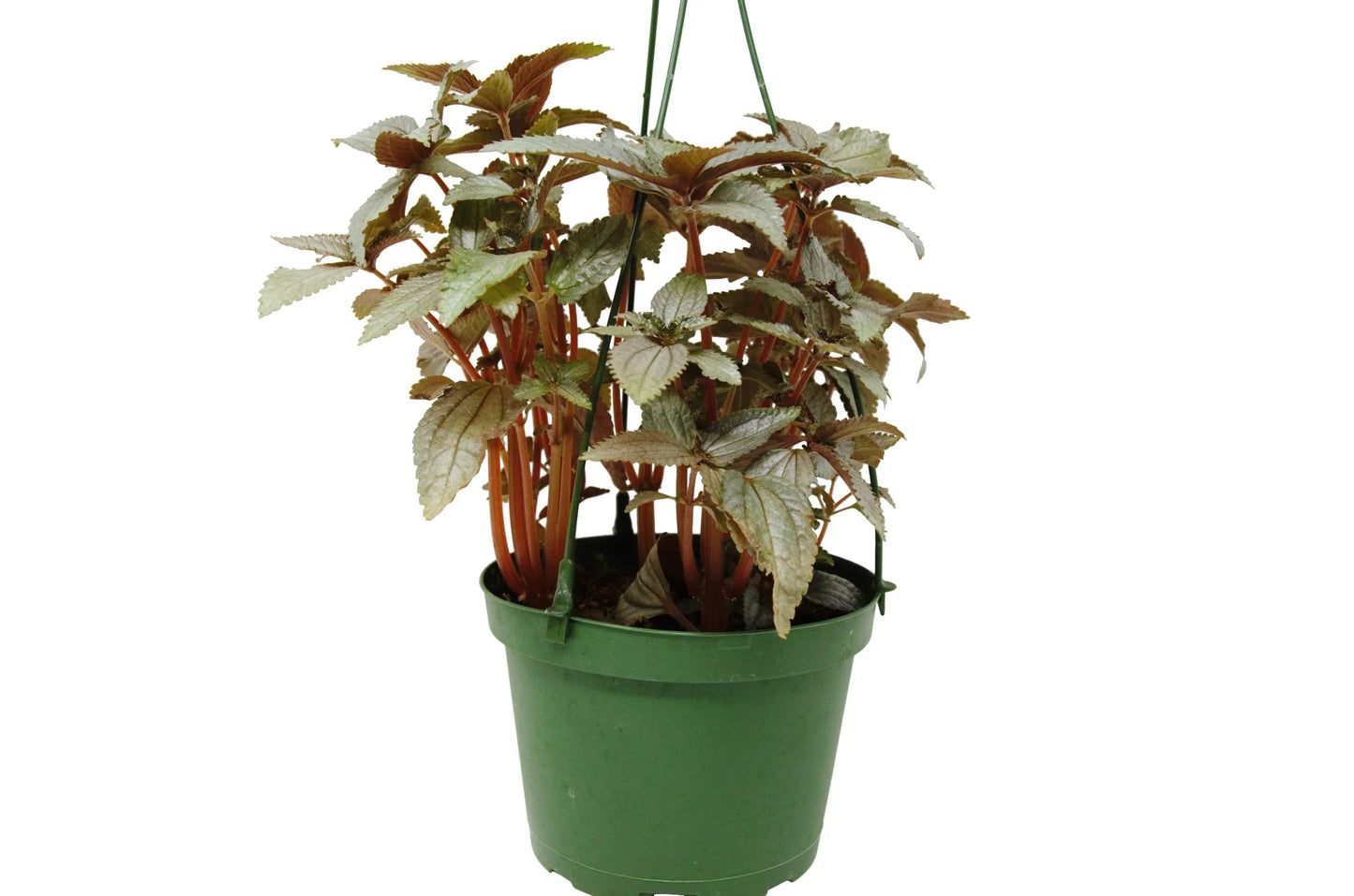 Pilea Ellen 6" potted plant