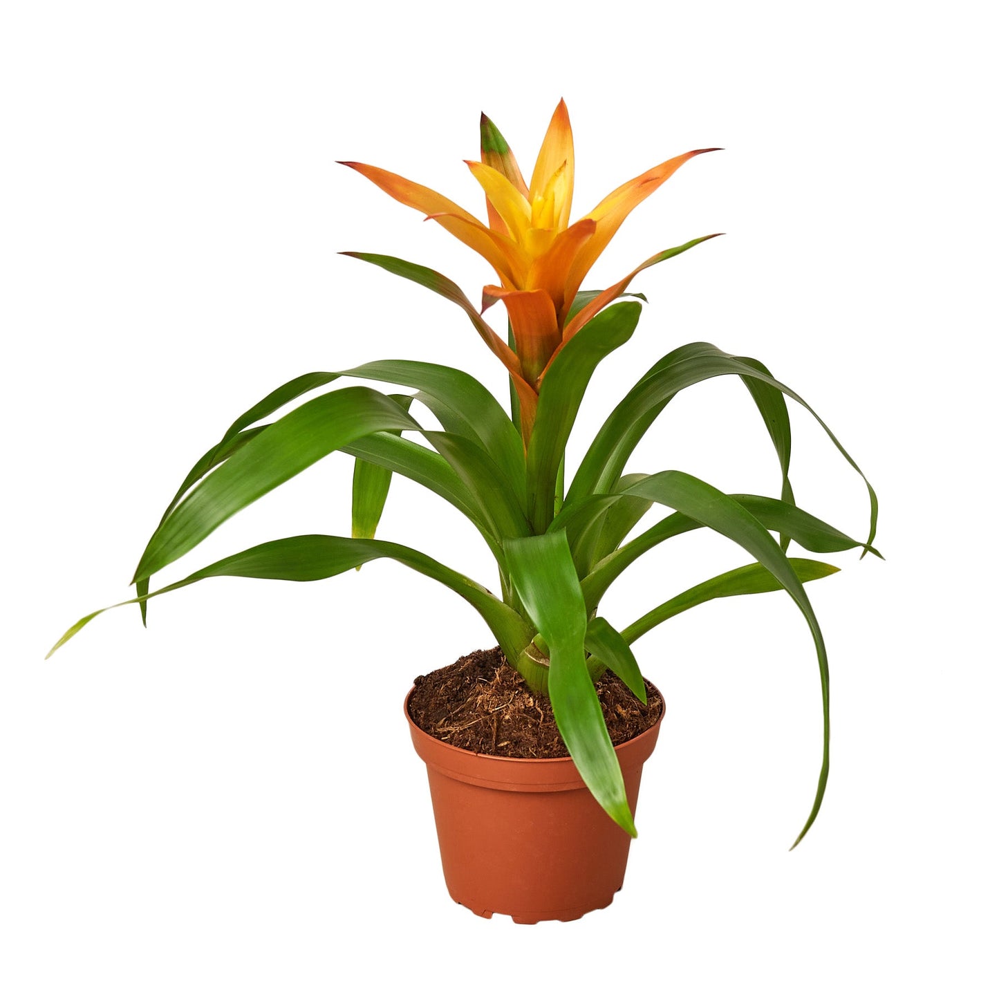 Guzmania Bromeliad 'Orange' potted plant