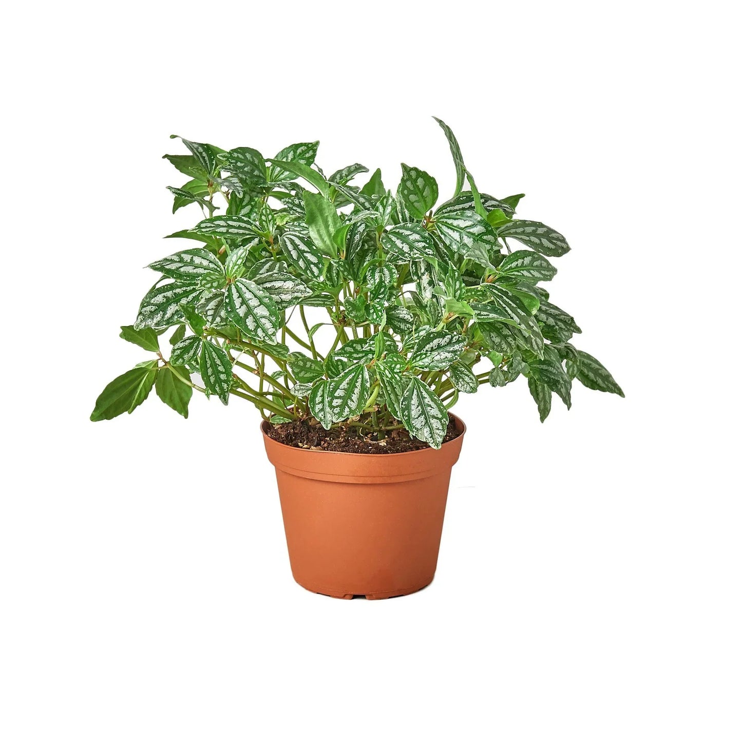Pilea 'Aluminum' 4" potted plant