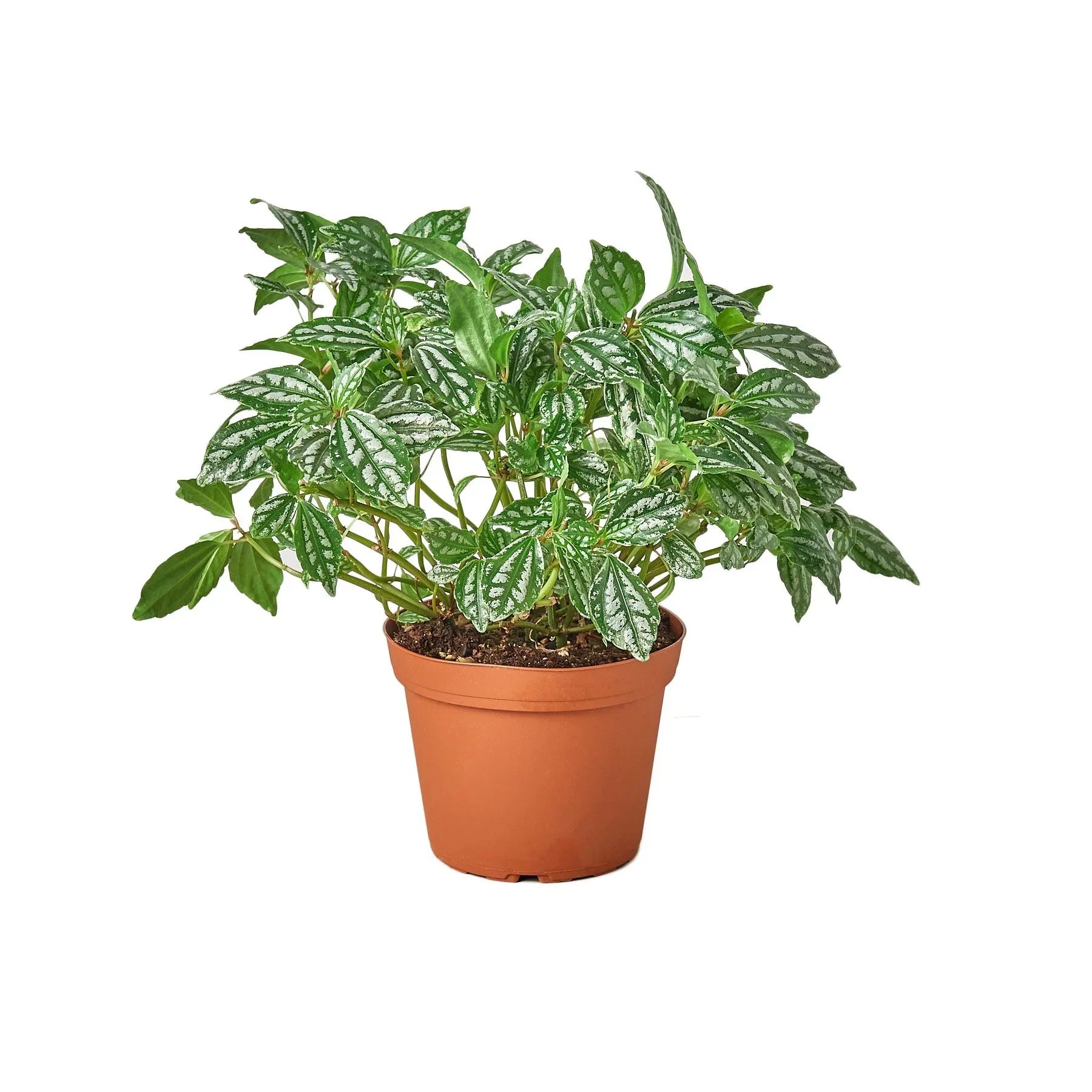Pilea 'Aluminum' 4" potted plant