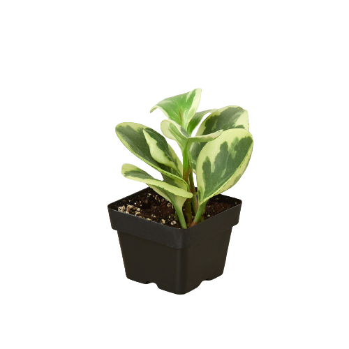 Peperomia 'Marble' potted plant