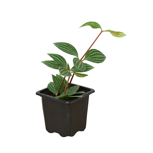 Peperomia 'Parallel' potted plant