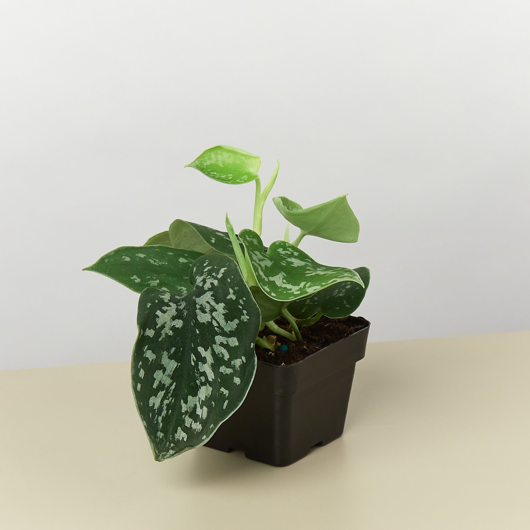 Pothos 'Satin' potted plant