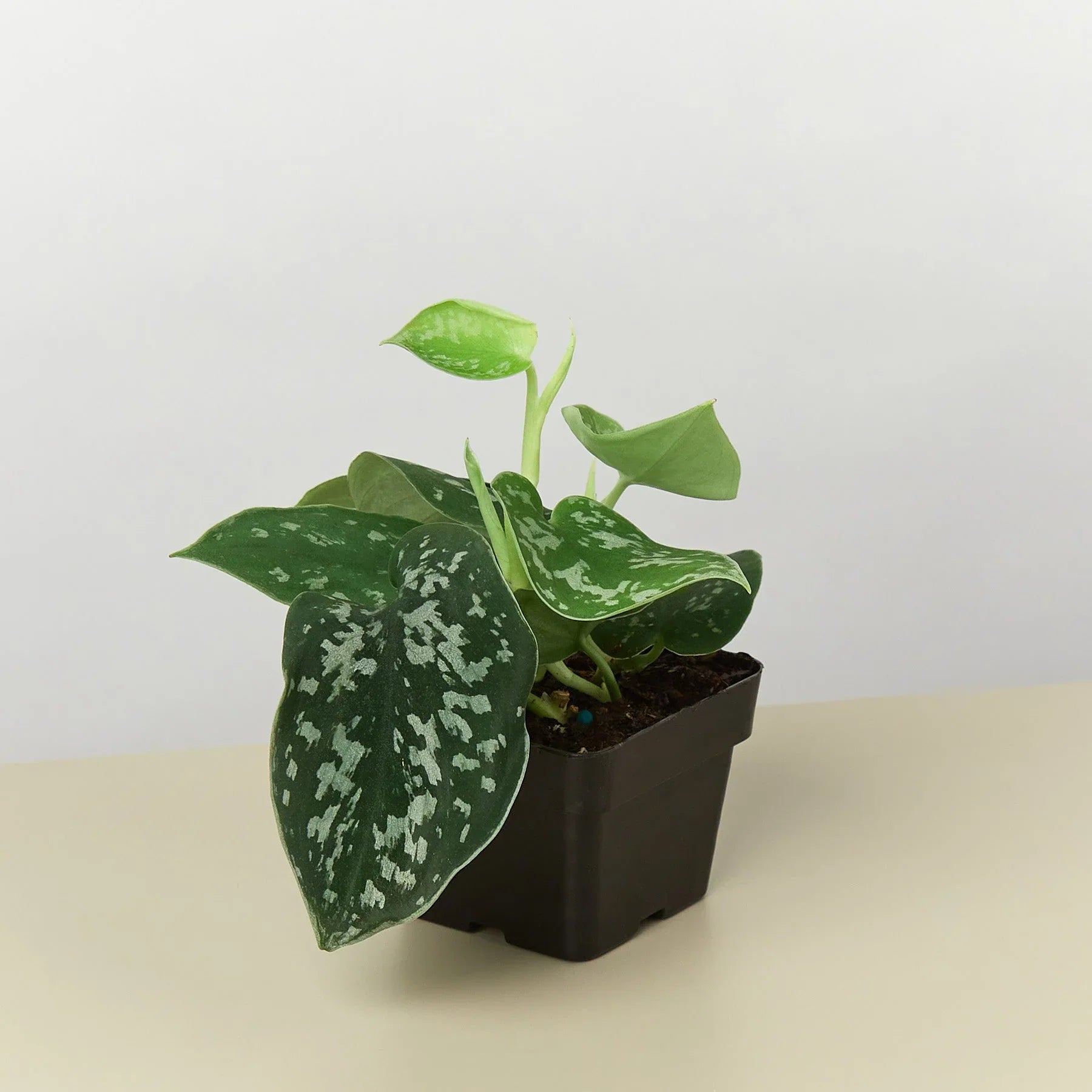 Velvet Forest potted plant