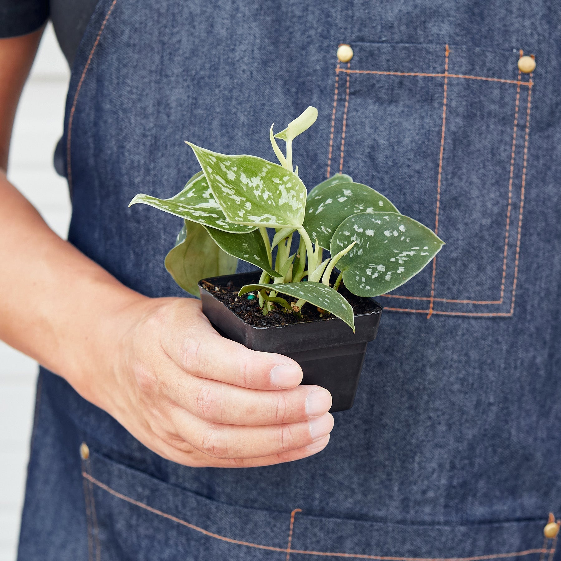 Pothos 'Satin' potted plant
