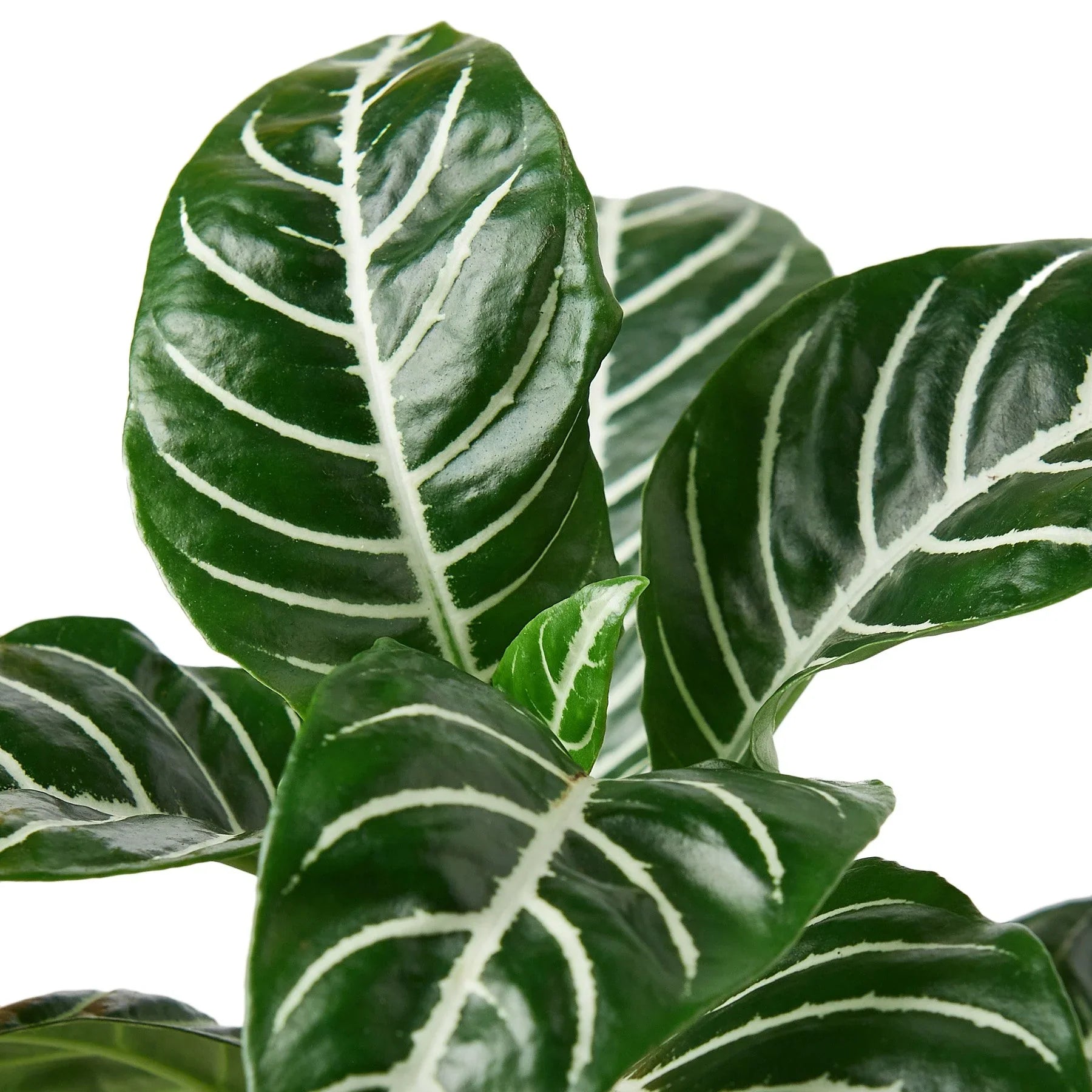Zebra 'Aphelandra' potted plant
