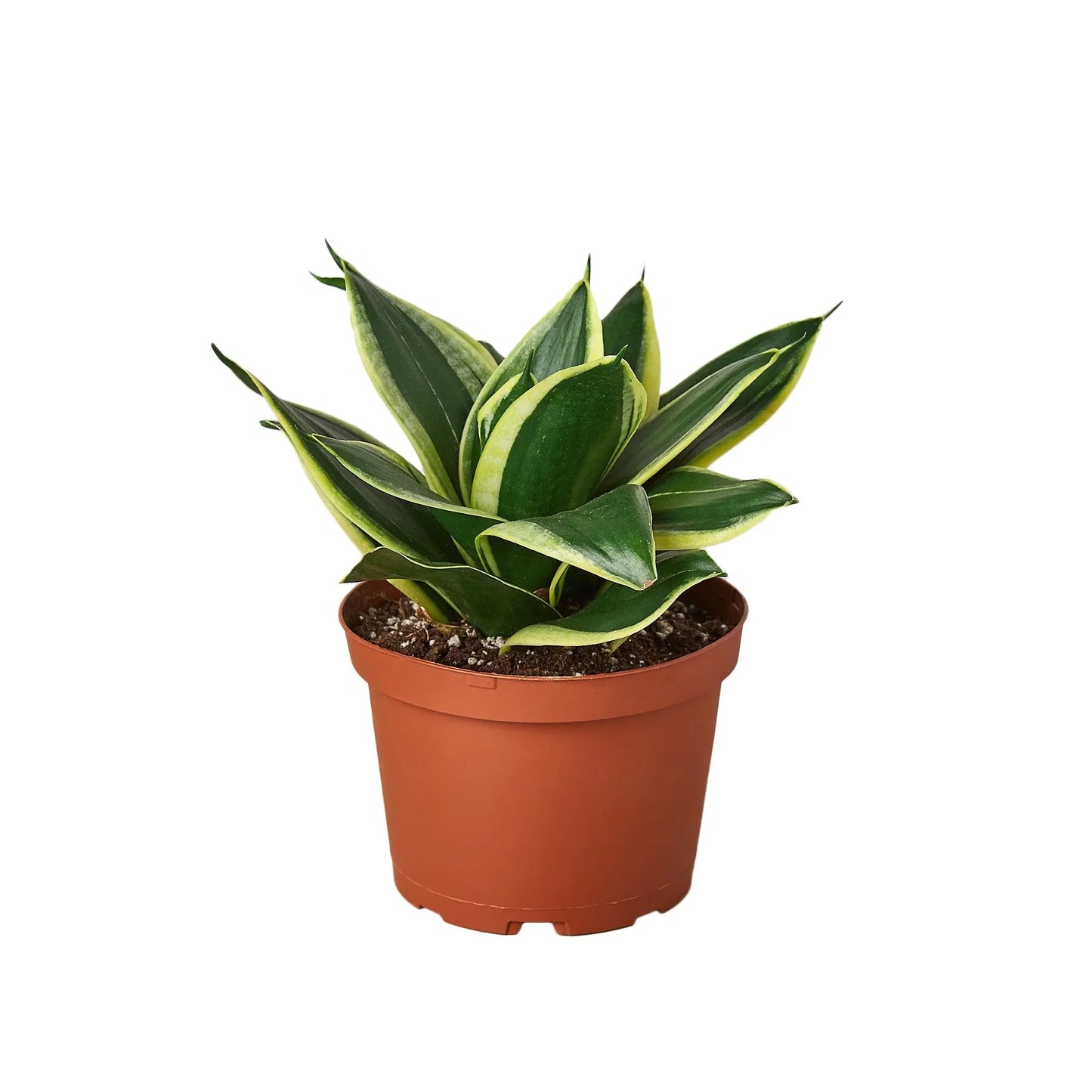 Snake Plant Black Gold potted plant