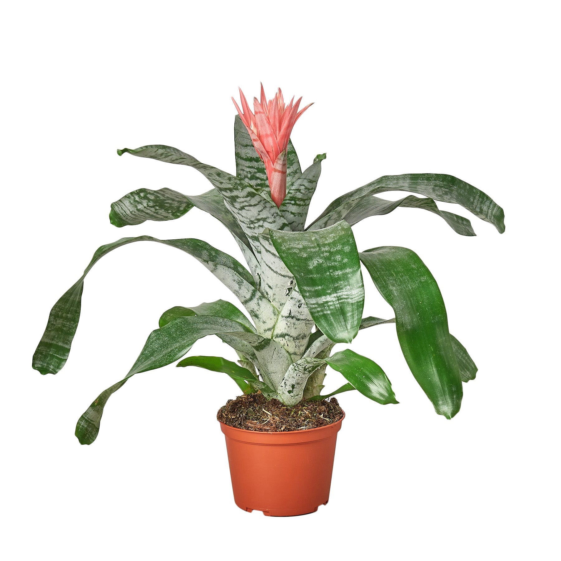 Bromeliad 'Silver Vase' potted plant
