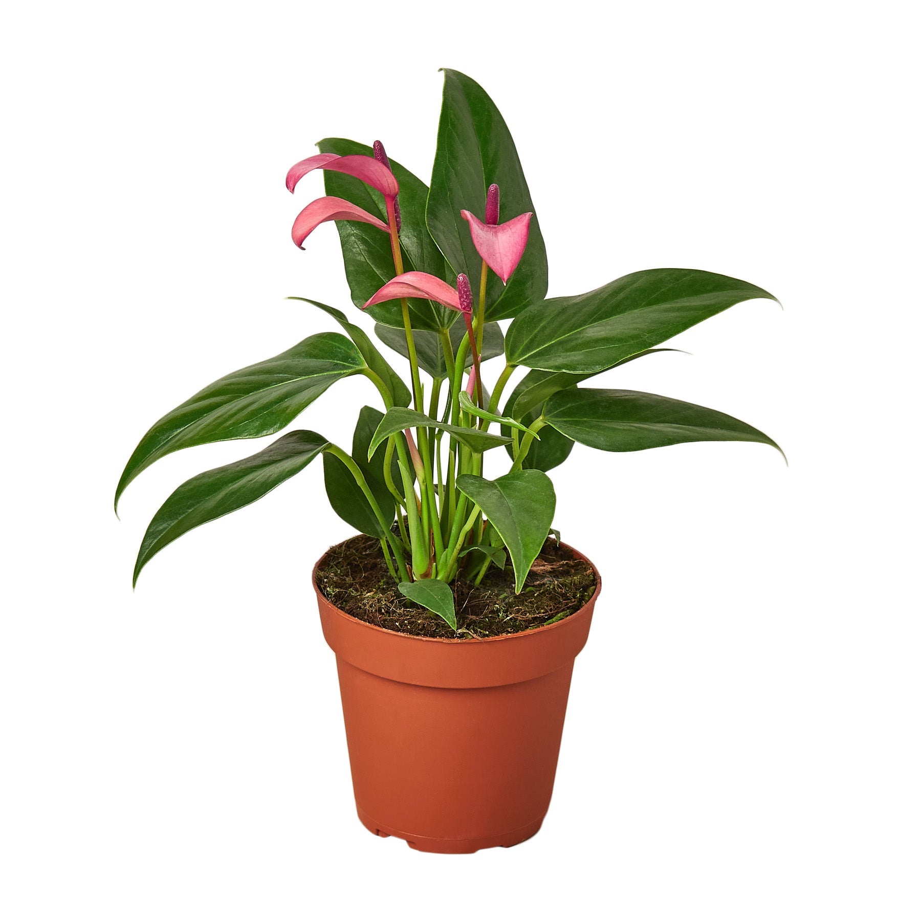 Anthurium 'Purple' 4" potted plant