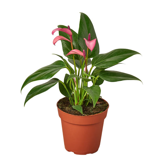 Anthurium 'Purple' 4" potted plant