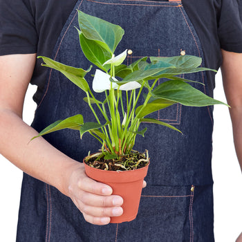 Anthurium 'White' potted plant