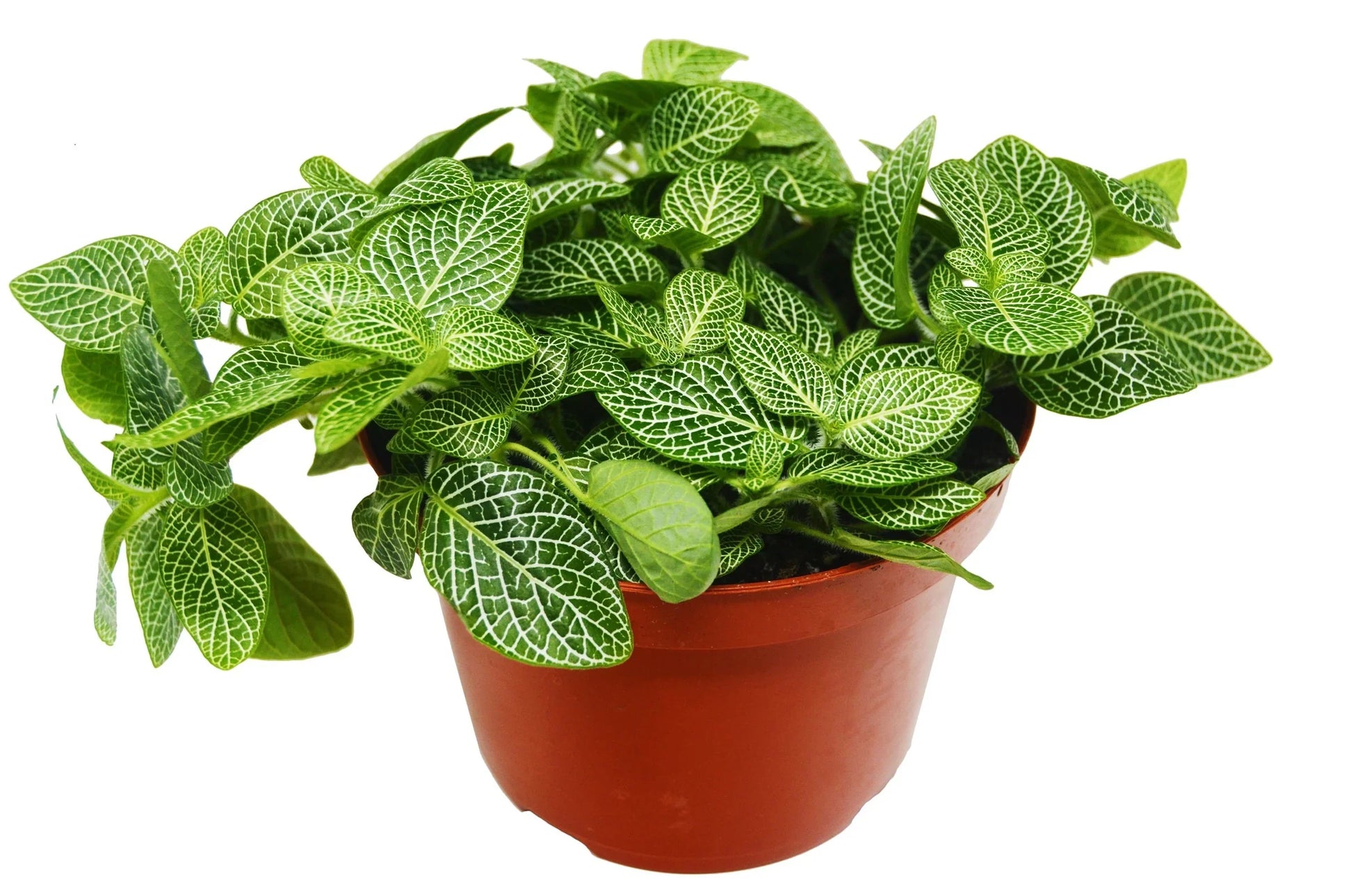 Fittonia 'White Nerve Plant' 4" potted plant