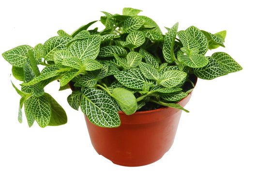 Fittonia 'White Nerve Plant' 4" potted plant