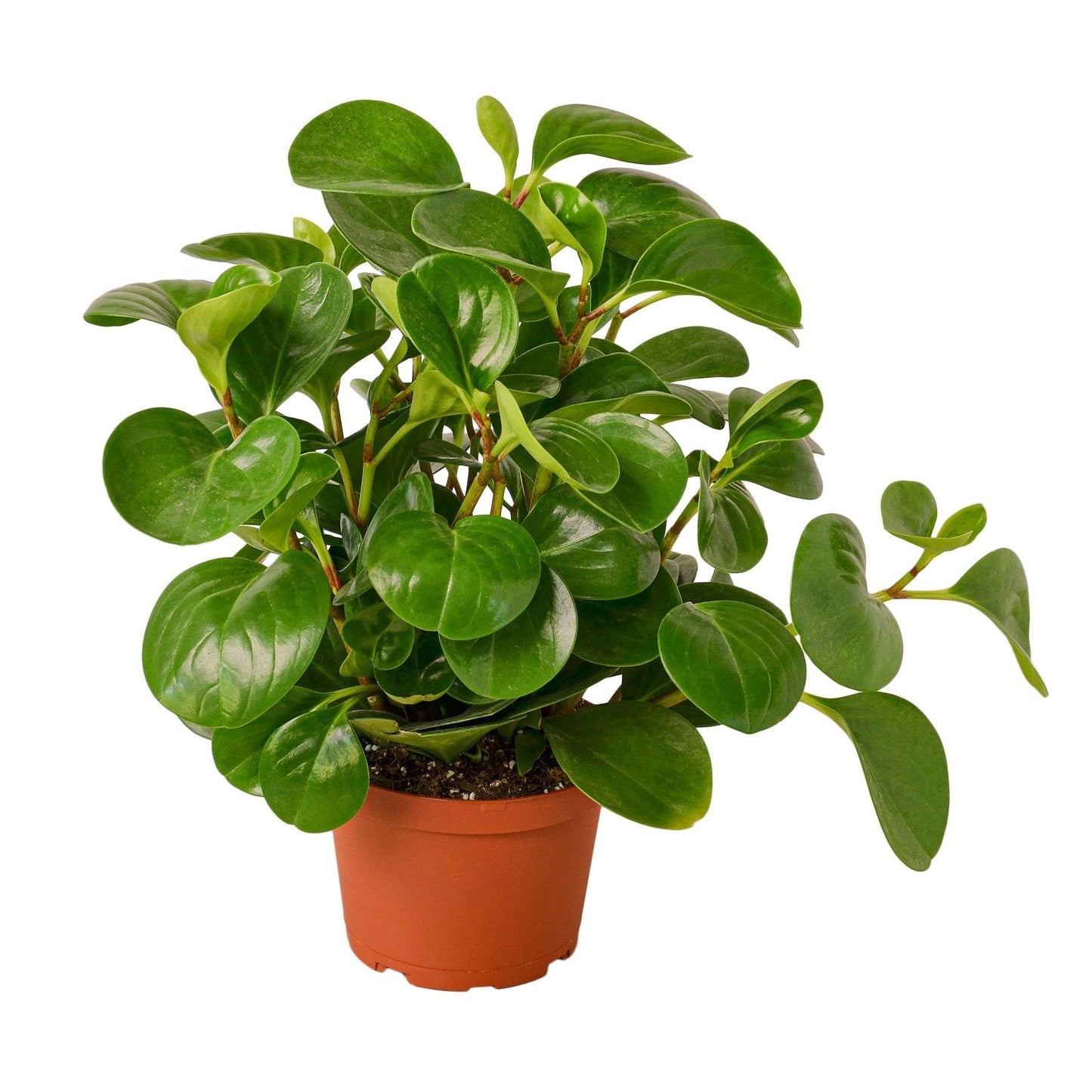 Peperomia Thailand 6" potted plant