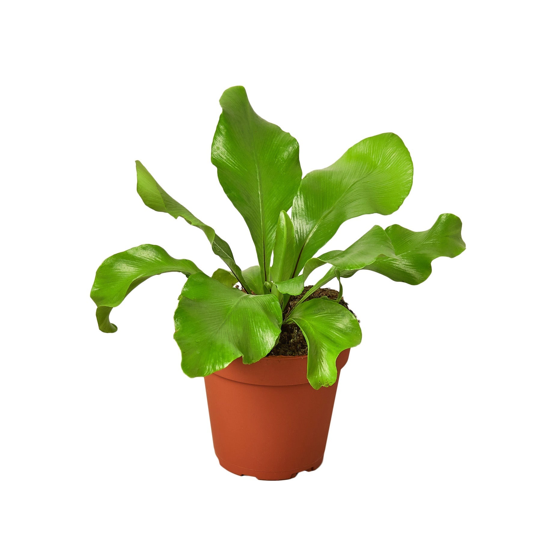 Bird's Nest 'Nidus' Fern 4" potted plant