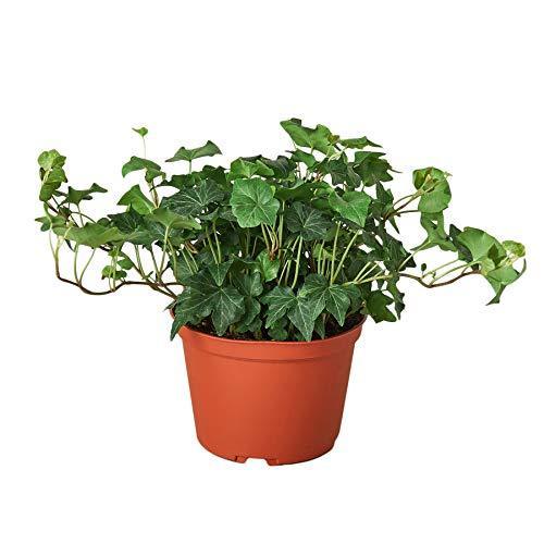 English Ivy Green California potted plant