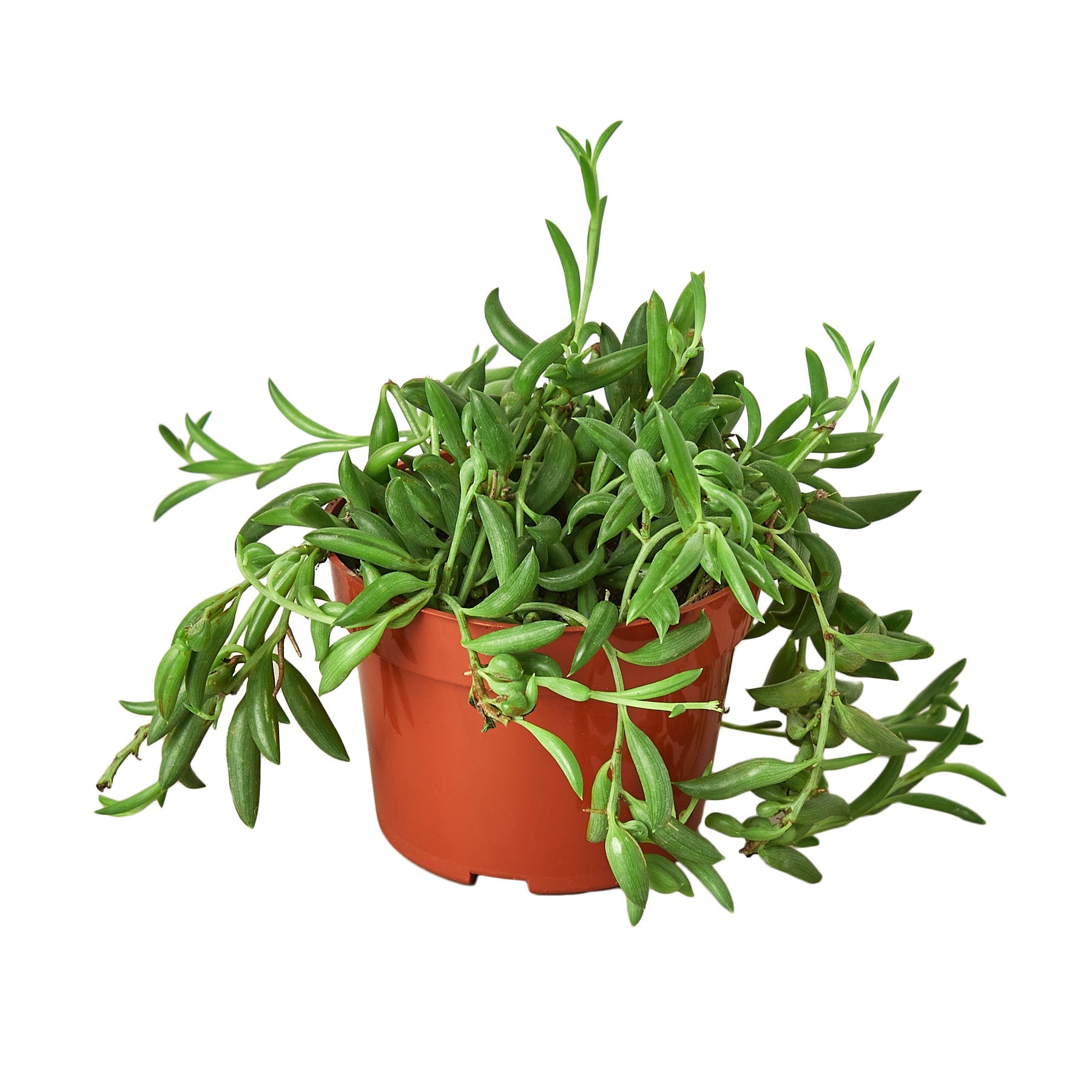 Succulent 'String of Bananas' potted plant