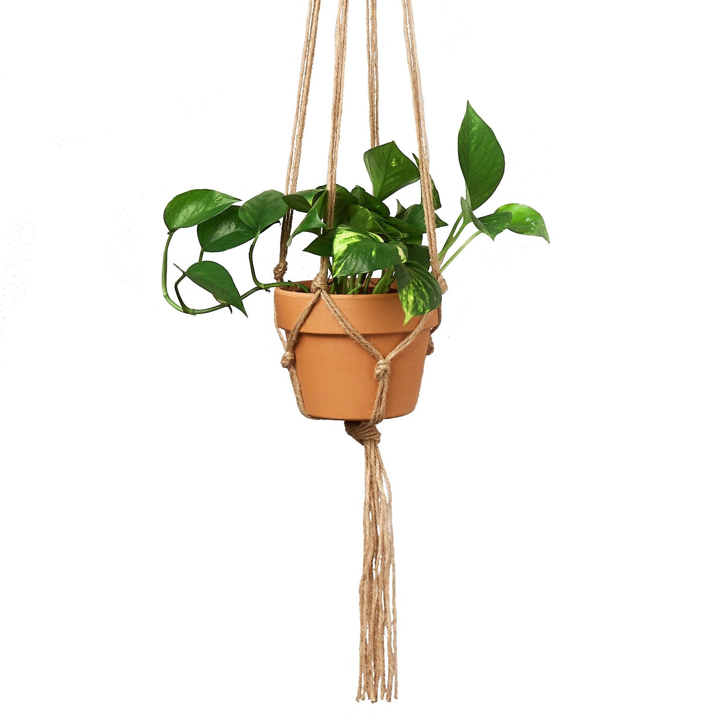 Macrame Hanger potted plant