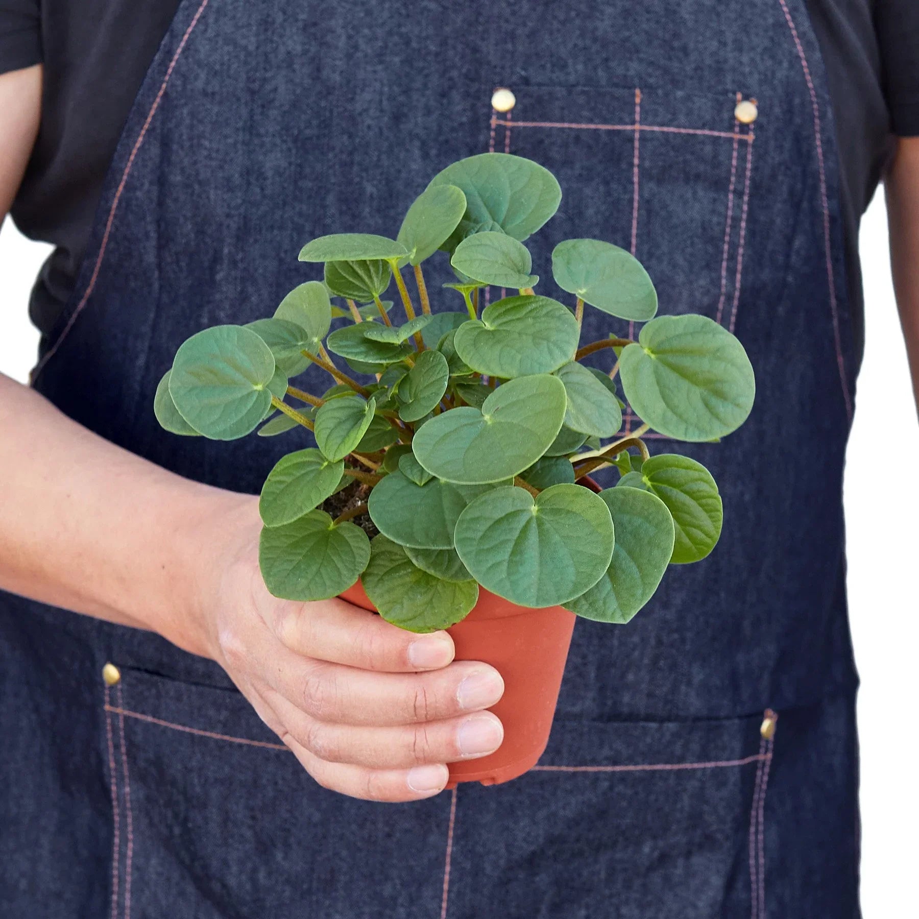 Peperomia 'Rana Verde' potted plant